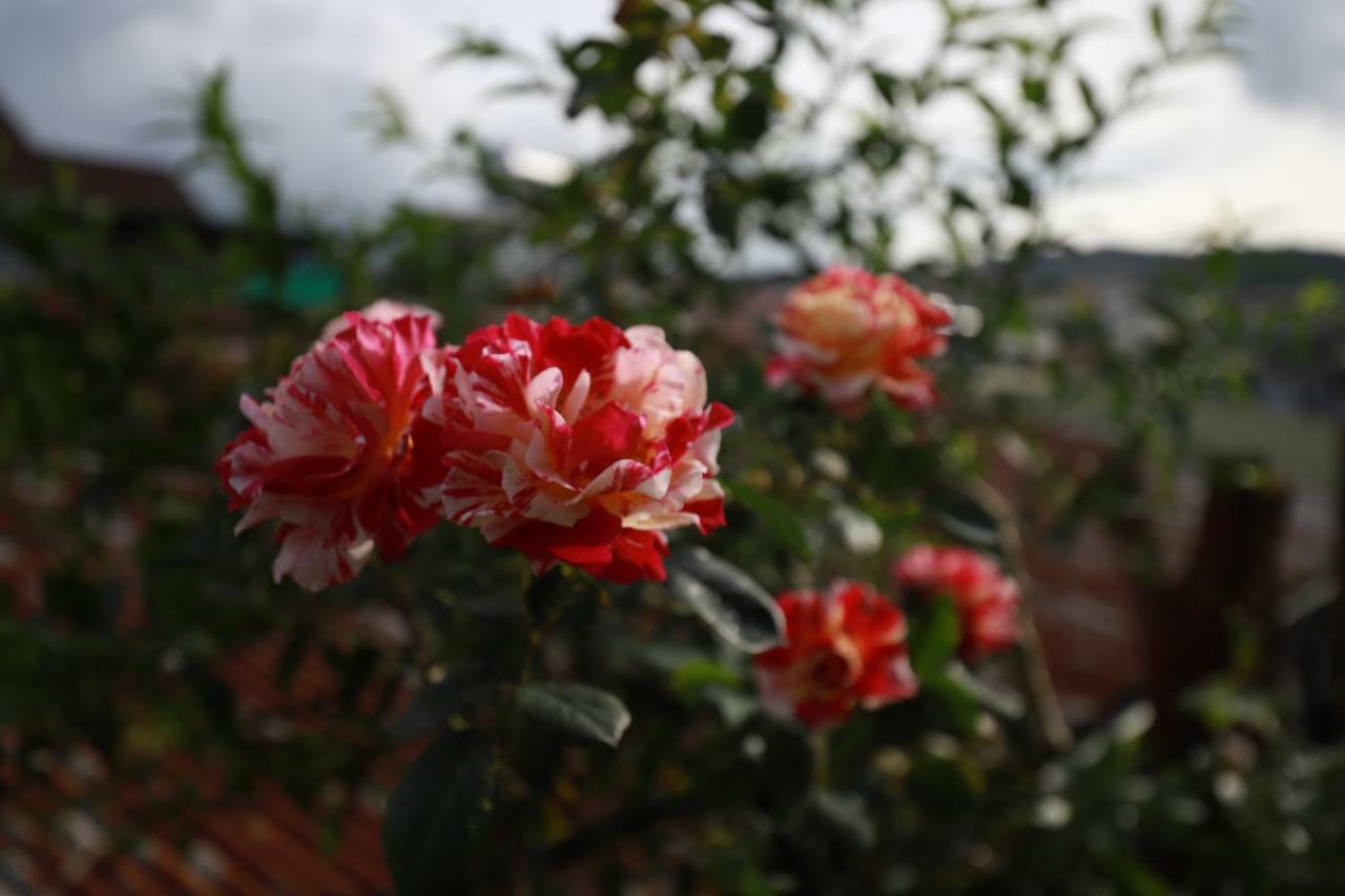 Homestay Doc Tinh Da Lat Exterior foto